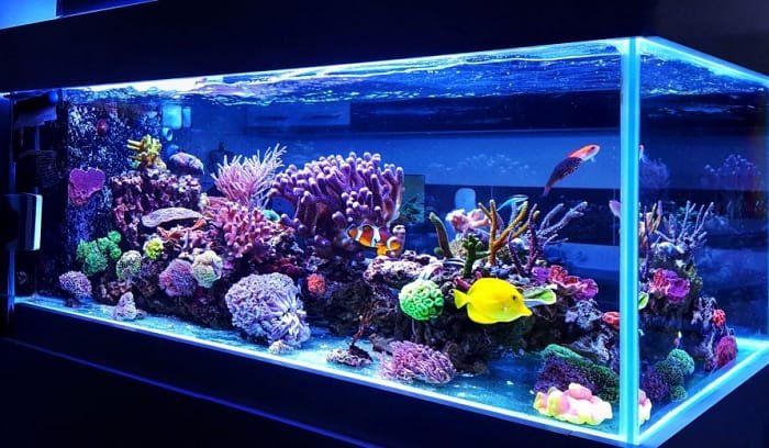 elive-frozen-fish-foods