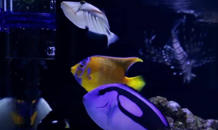 frozen-saltwater-fish-food