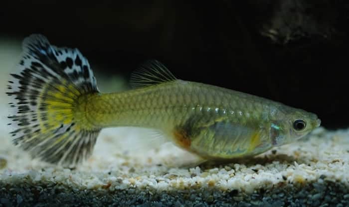 guppy-fish-food