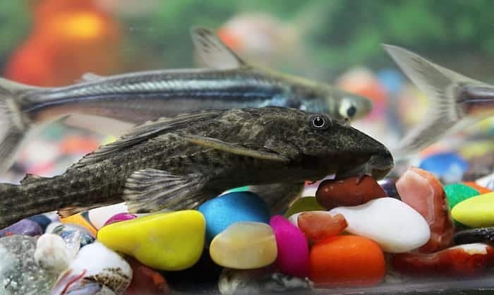 pleco-fish-food