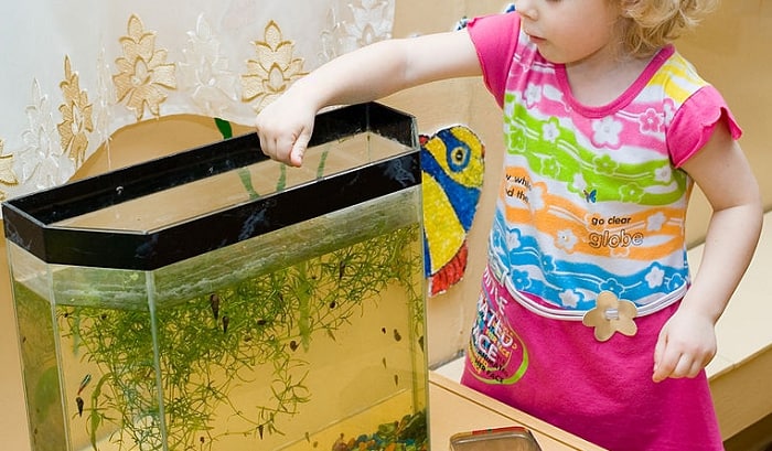 best spirulina fish food