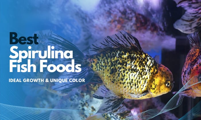best-spirulina-fish-food