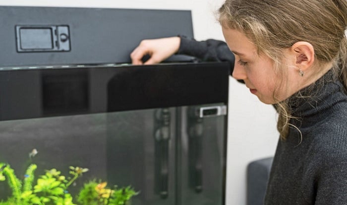 spirulina-fish-food-for-cichlids