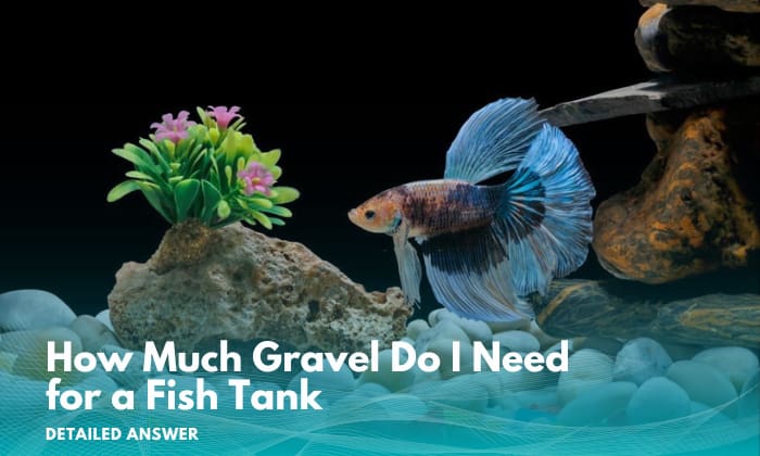 how-much-gravel-do-i-need-for-a-fish-tank