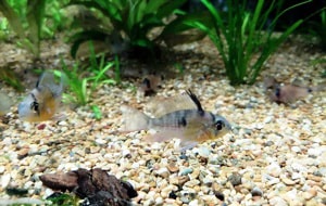 pounds-of-aquarium-gravel