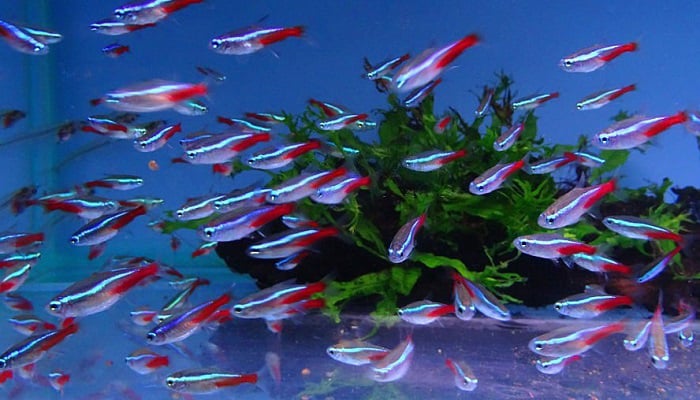 best-food-for-glofish-tetra