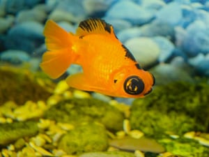 fish-at-bottom-of-tank-not-moving