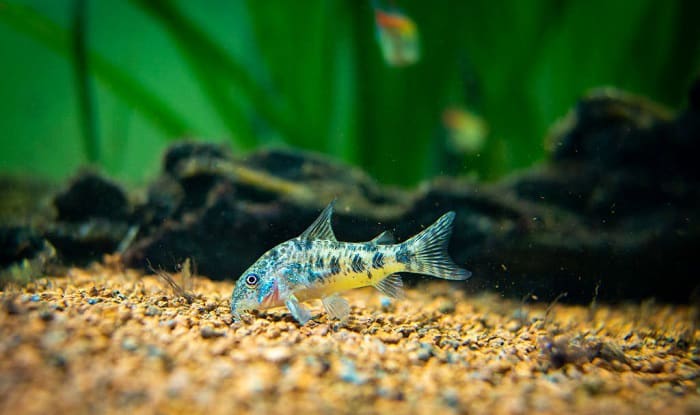 fish-laying-on-bottom-of-tank