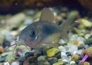 fish-not-eating-and-laying-at-bottom