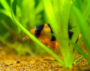 fish-sitting-at-bottom-of-tank