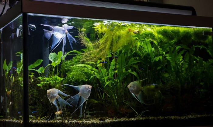 how-many-fish-can-a-55-gallon-tank-hold