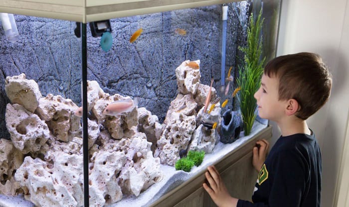 put-in-a-55-gallon-tank