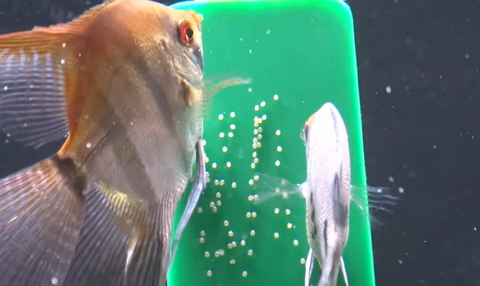 what-do-fish-eggs-look-like-in-a-tank