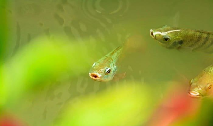 white-algae-in-fish-tank