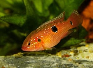 40-gallon-breeder-stocking-ideas