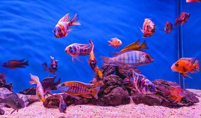 african-cichlids