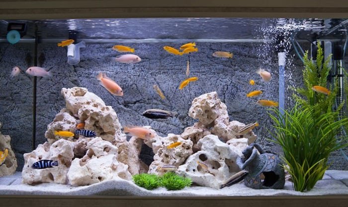 aquarium-tank