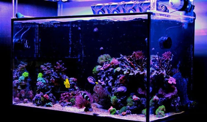 can-be-in-a-29-gallon-tank