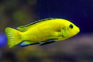 cichlid-tank-ideas