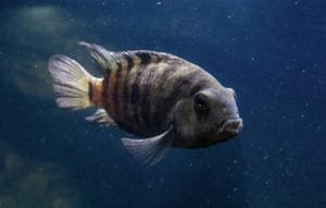 cichlids-tank-size