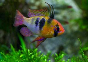 dwarf-cichlids