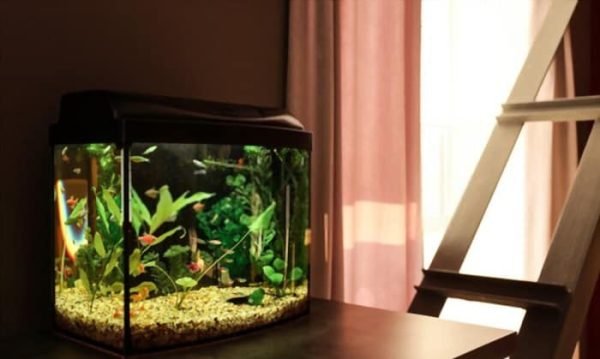 How Many Fish in a Tank Calculator? (Fish Tank Capacity)