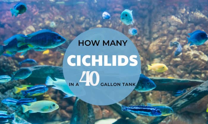 how-many-cichlids-in-a-40-gallon-tank