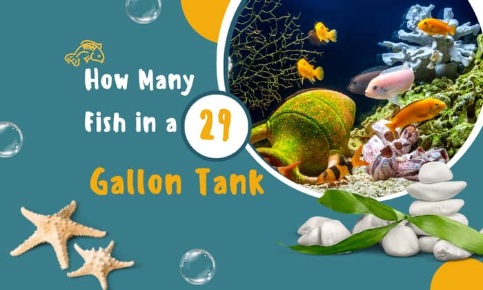 how-many-fish-in-a-29-gallon-tank