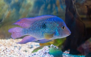 55-gallon-cichlid-tank