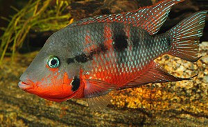 acei-cichlid-compatibility