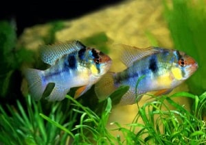 acei-cichlid-male-or-female