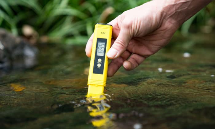 add-fish-to-a-new-tank-right-away