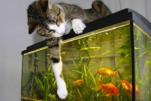 aquarium-setup-for-goldfish