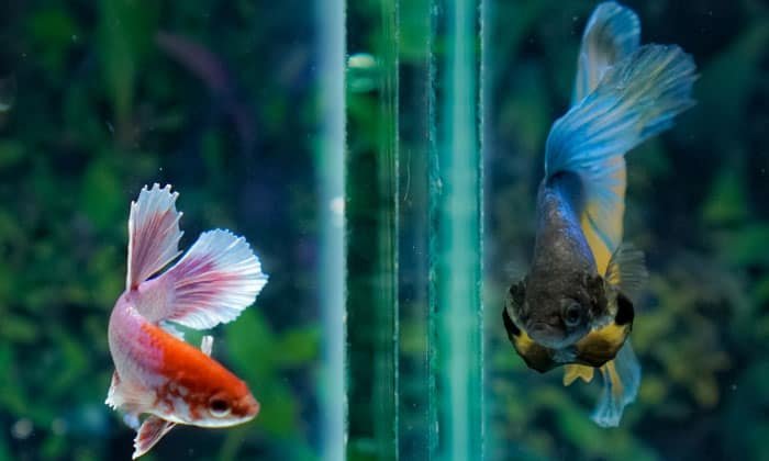 betta-fish-cloudy-water