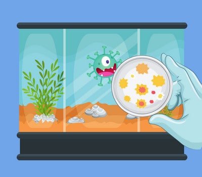 betta-fish-tank-water