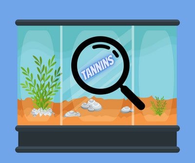 change-water-for-betta-fish