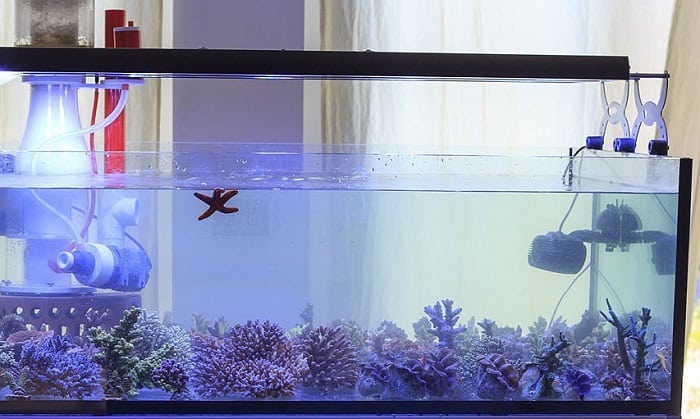 cichlid-aquarium-ideas