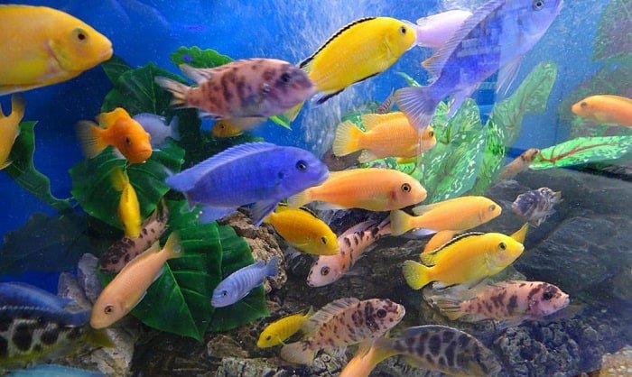 cichlids-for-10-gallon-tank