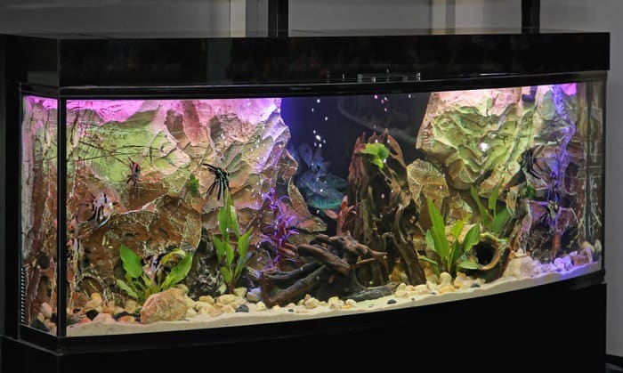 cichlids-per-gallon