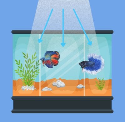 cloudy-fish-tank-after-water-change