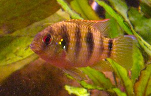 convict-cichlid-max-size