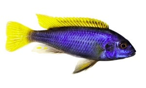 dimensions-of-a-55-gallon-tank