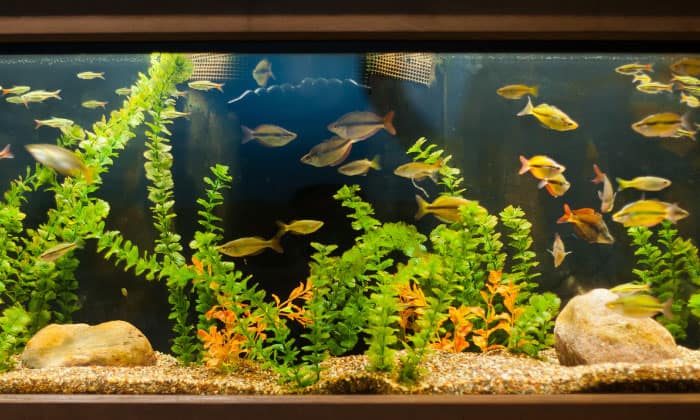 fish-can-be-in-a-40-gallon-tank