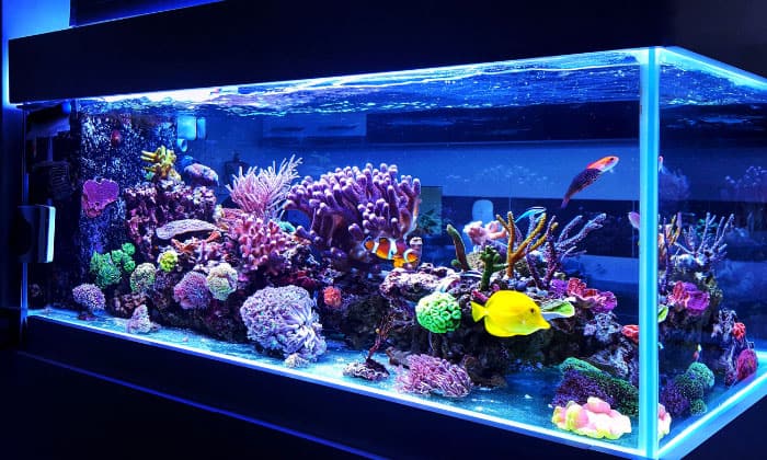 fish-for-40-gallon-tank