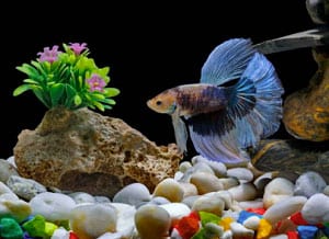 fish-swimming-fast-back-and-forth