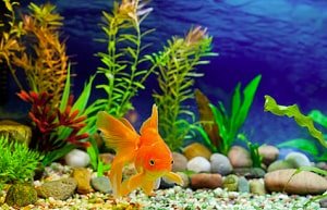 goldfish-aquarium-set-up