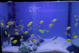 goldfish-tank-set-up