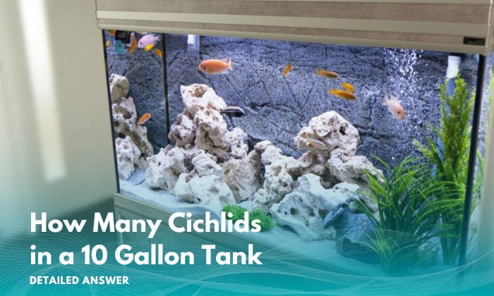 how-many-cichlids-in-a-10-gallon-tank