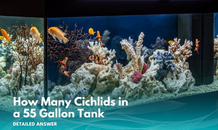 how-many-cichlids-in-a-55-gallon-tank