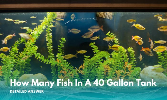how-many-fish-in-a-40-gallon-tank